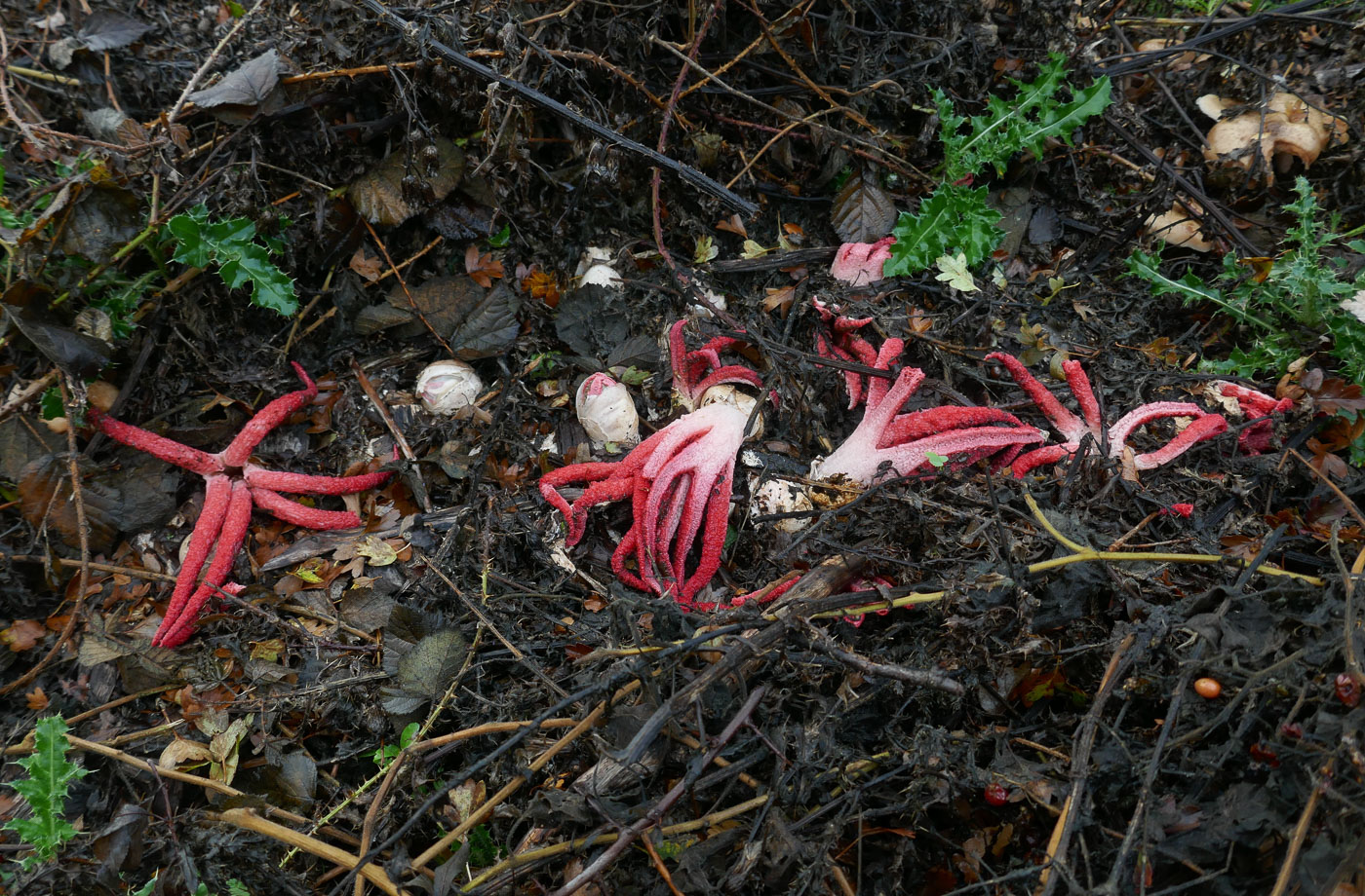 Photo © Jackie Ewan Clathrus archeri by Jackie Ewan